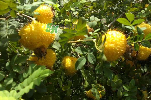 刺梨怎么吃？刺梨正確吃法