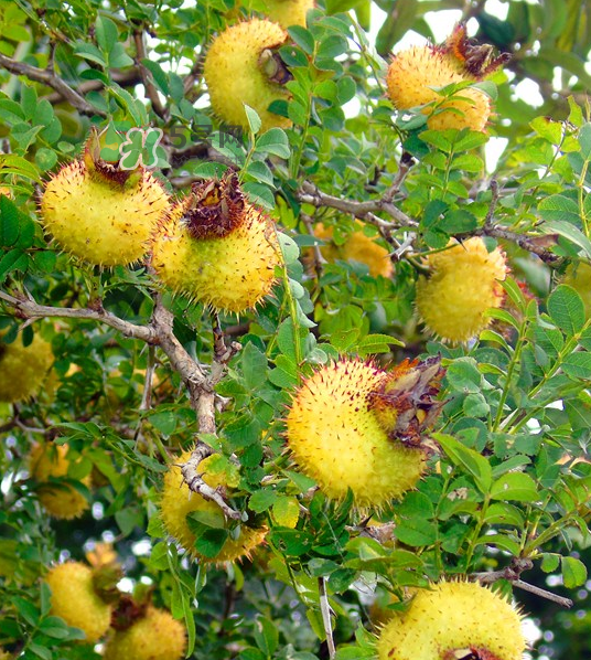 刺梨泡茶能經(jīng)常喝嗎？刺梨泡水喝禁忌多