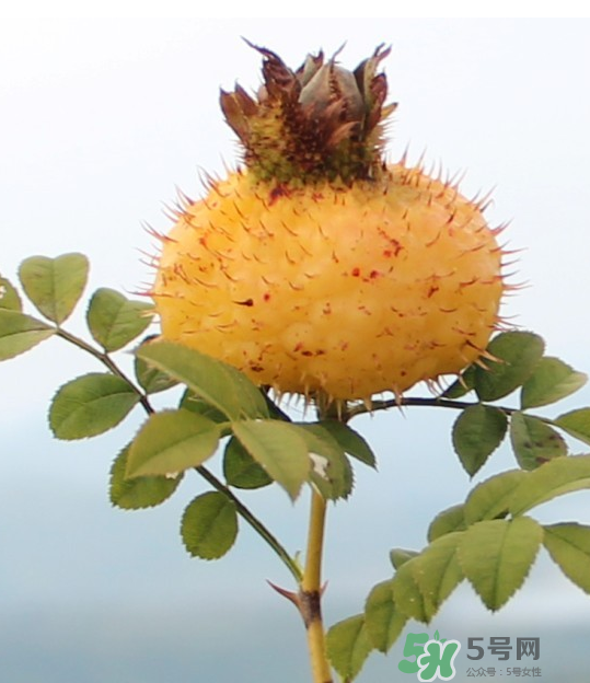 刺梨泡茶能經(jīng)常喝嗎？刺梨泡水喝禁忌多