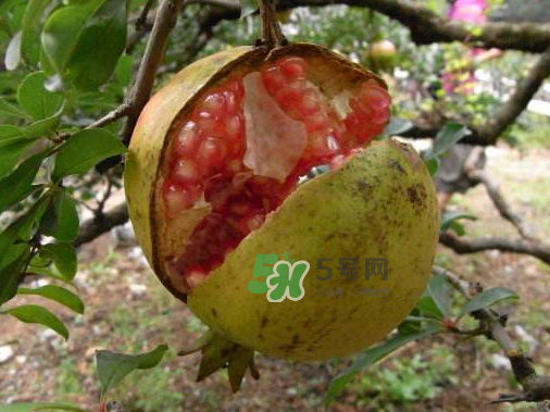 石榴為什么會(huì)裂開(kāi)？石榴裂果是怎么回事？