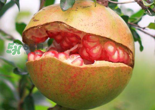 石榴為什么會(huì)裂開(kāi)？石榴裂果是怎么回事？