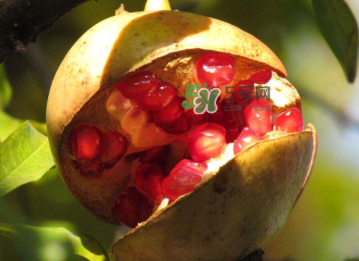 石榴為什么會(huì)裂開(kāi)？石榴裂果是怎么回事？