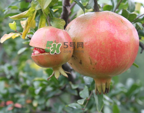 石榴為什么會(huì)爛？石榴怎么存放不會(huì)爛？