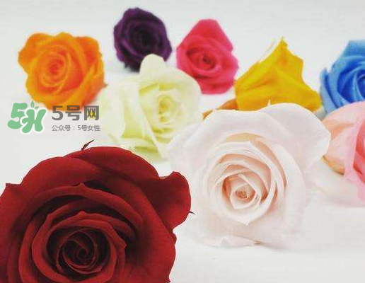 送永生花代表什么？一個男孩送自己永生花是什么意思？