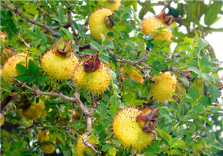 刺梨泡茶能經(jīng)常喝嗎？刺梨泡水喝禁忌多