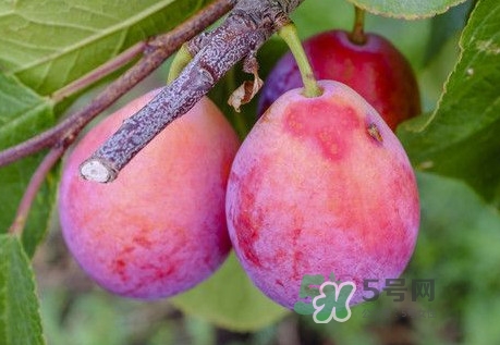 西梅是李子嗎？西梅是什么季節(jié)的水果