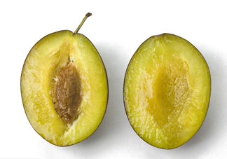 西梅是李子嗎？西梅是什么季節(jié)的水果