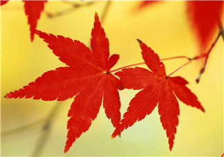 立秋后喝什么茶好？立秋后喝什么茶養(yǎng)生？