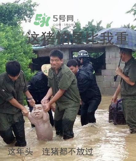 網(wǎng)紅小豬表情包為什么火了？網(wǎng)紅小豬表情包怎么火的？