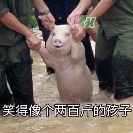 網(wǎng)紅小豬表情包為什么火了？網(wǎng)紅小豬表情包怎么火的？