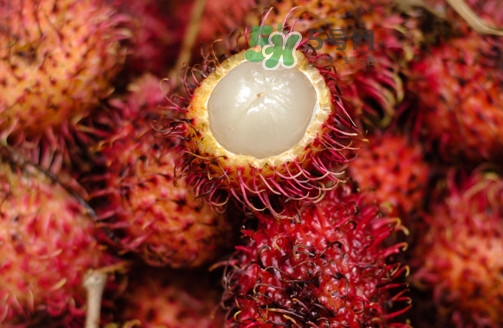 紅毛丹的核可以種嗎？紅毛丹的核怎么種