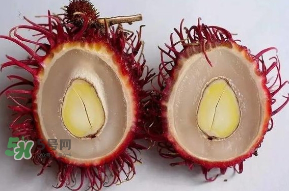 紅毛丹的核可以種嗎？紅毛丹的核怎么種