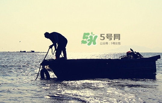 剝皮魚孕婦可以吃嗎？懷孕可以吃剝皮魚嗎？