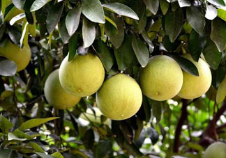 什么病人不能吃柚子？柚子的食用禁忌