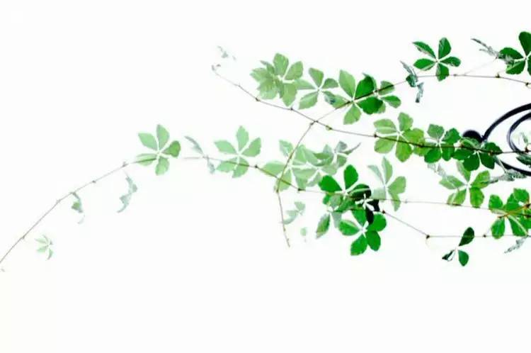 這世上，只有一種男人不會出軌