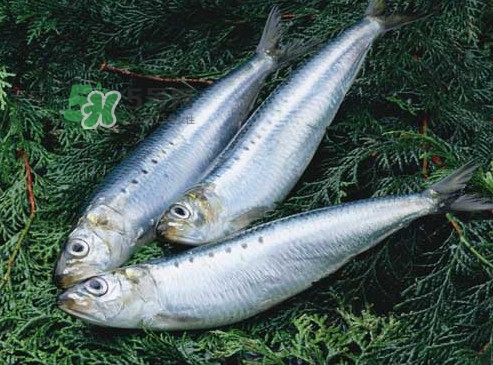 沙丁魚和秋刀魚有什么不一樣？秋刀魚和沙丁魚的區(qū)別
