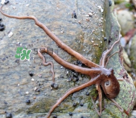 章魚有牙齒嗎？章魚天敵是什么