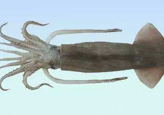 筆管魚(yú)是魷魚(yú)嗎？筆管魚(yú)和魷魚(yú)的區(qū)別