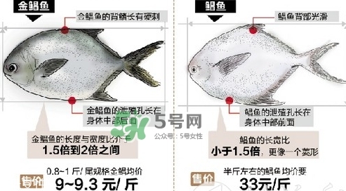 金鯧魚是海魚嗎？金鯧魚的刺多嗎？