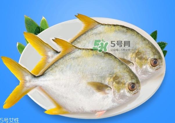 金鯧魚是海魚嗎？金鯧魚的刺多嗎？