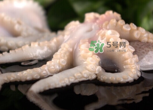 章魚有幾只腳？章魚有幾個爪子