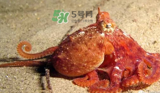 章魚有牙齒嗎？章魚天敵是什么