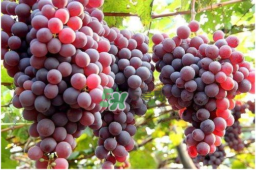 心形葡萄什么品種？心形葡萄怎么種？