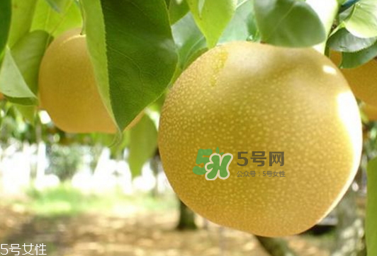 貢梨可以做冰糖雪梨嗎？貢梨可以燉川貝嗎？