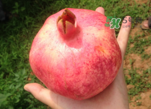 軟籽石榴和硬籽石榴哪種好吃？軟籽石榴和硬籽石榴的區(qū)別