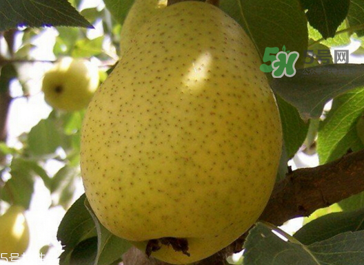 巴梨的營(yíng)養(yǎng)價(jià)值 巴梨的功效和作用