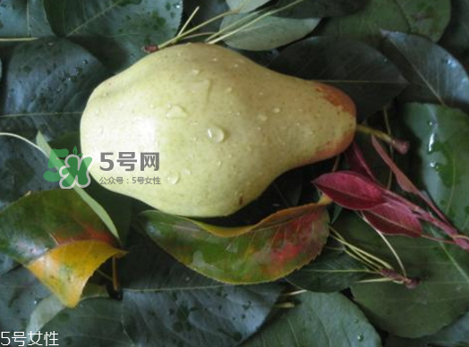 巴梨的營(yíng)養(yǎng)價(jià)值 巴梨的功效和作用