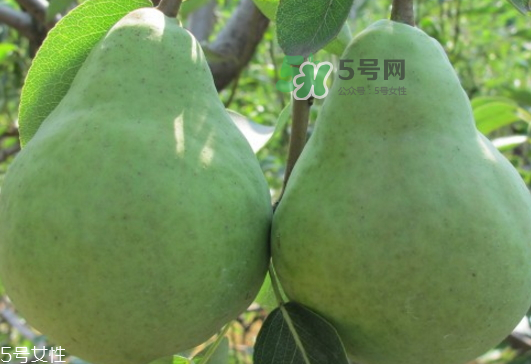 巴梨怎么吃？巴梨是熱性還是涼性的？