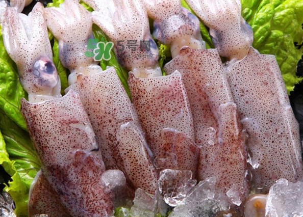 筆管魚(yú)是魷魚(yú)嗎？筆管魚(yú)和魷魚(yú)的區(qū)別