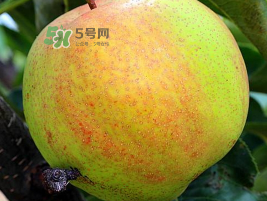 蘋(píng)果梨是轉(zhuǎn)基因還是變基因？蘋(píng)果梨的功效與作用