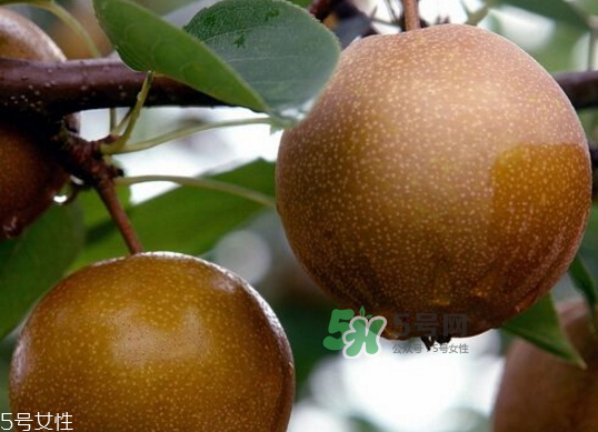 沙梨孕婦可以吃嗎？沙梨的功效與作用