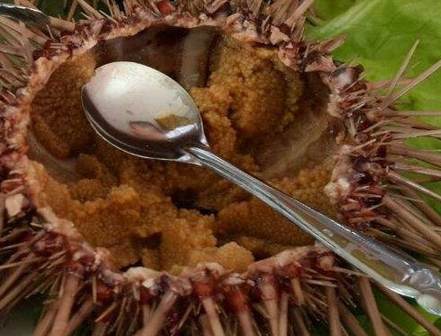 嬰兒能不能吃海膽？寶寶多大能吃海膽