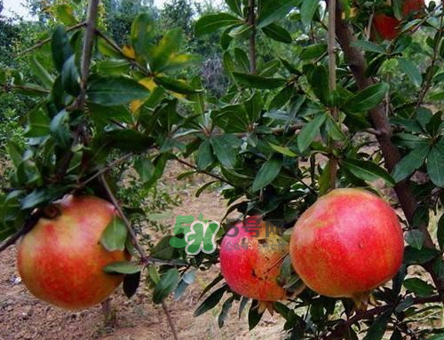 河陰石榴什么時(shí)候成熟？河陰石榴多少錢(qián)一斤？