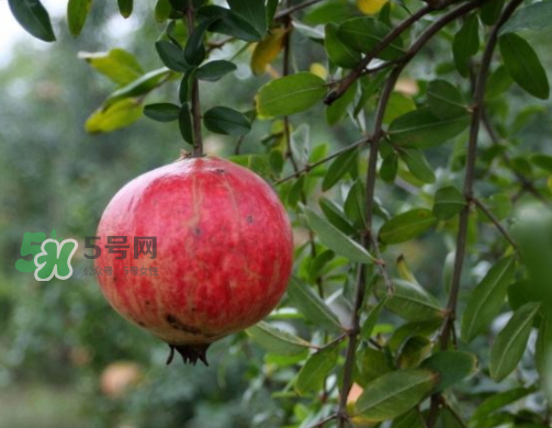 河陰石榴什么時(shí)候成熟？河陰石榴多少錢(qián)一斤？