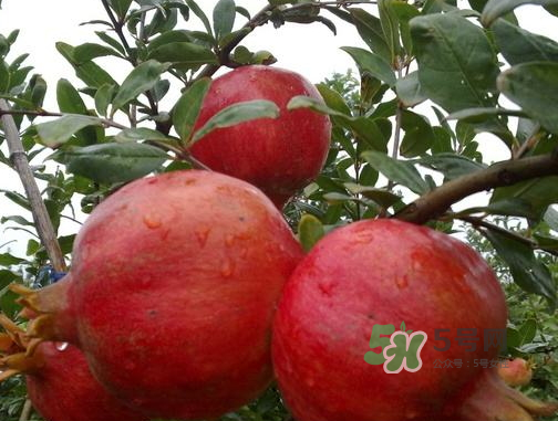 河陰石榴什么時(shí)候成熟？河陰石榴多少錢(qián)一斤？