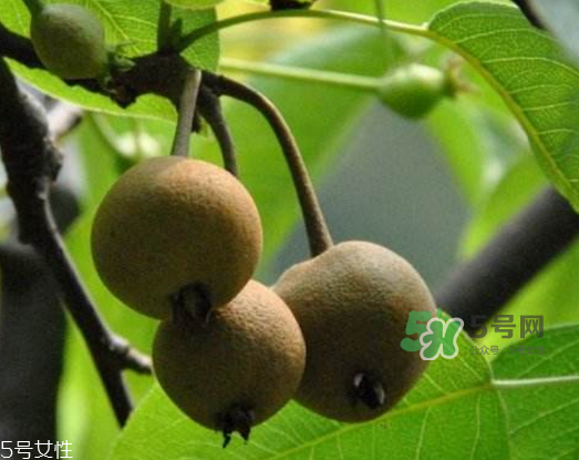 沙梨怎么做才好吃？沙梨的熱量