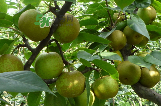 沙梨怎么做才好吃？沙梨的熱量