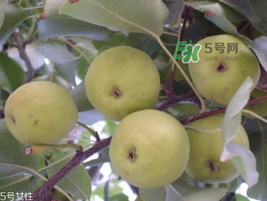 沙梨怎么做才好吃？沙梨的熱量