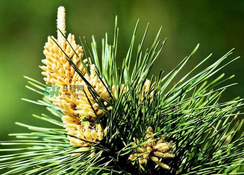 松花粉能治腎炎嗎？腎炎吃哪些食物好？