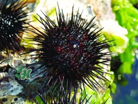 孕婦可以吃海膽嗎？孕婦能吃海膽嗎