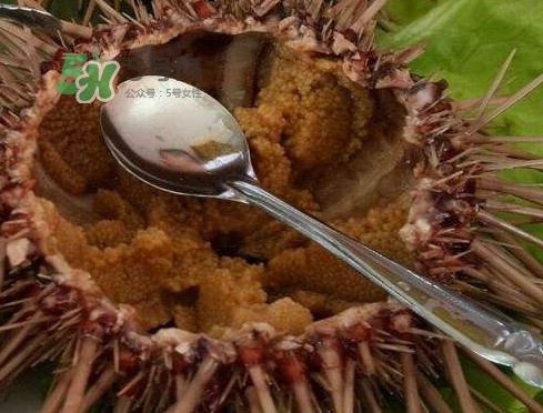 孕婦可以吃海膽嗎？孕婦能吃海膽嗎