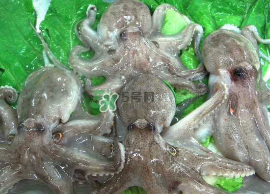 章魚會咬人嗎？章魚會吃人嗎