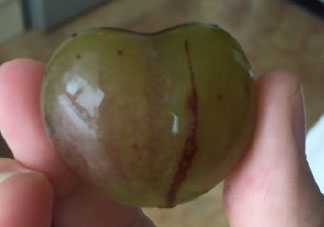 心形葡萄能吃嗎？心形葡萄和普通葡萄的區(qū)別