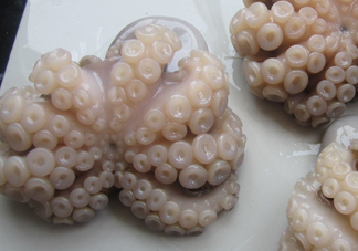 章魚有牙齒嗎？章魚天敵是什么