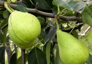 巴梨的營養(yǎng)價值 巴梨的功效和作用