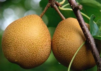 沙梨怎么做才好吃？沙梨的熱量